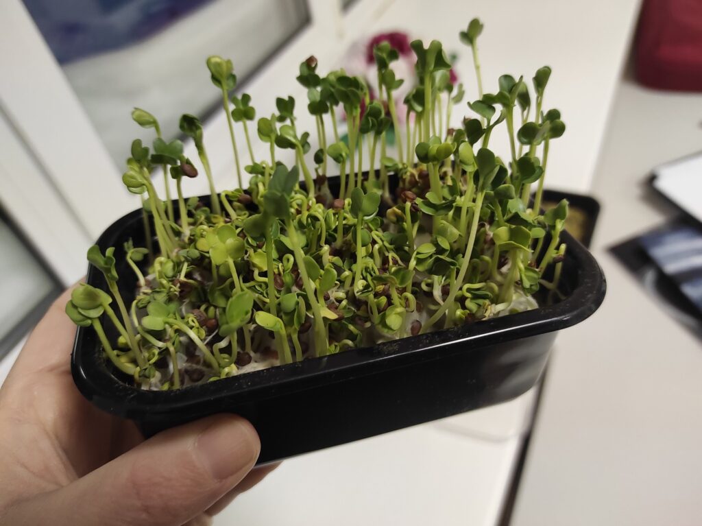 Исследование процесса выращивания микрозелени