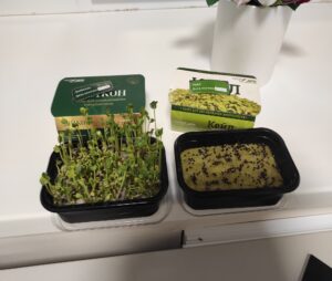 Исследование процесса выращивания микрозелени