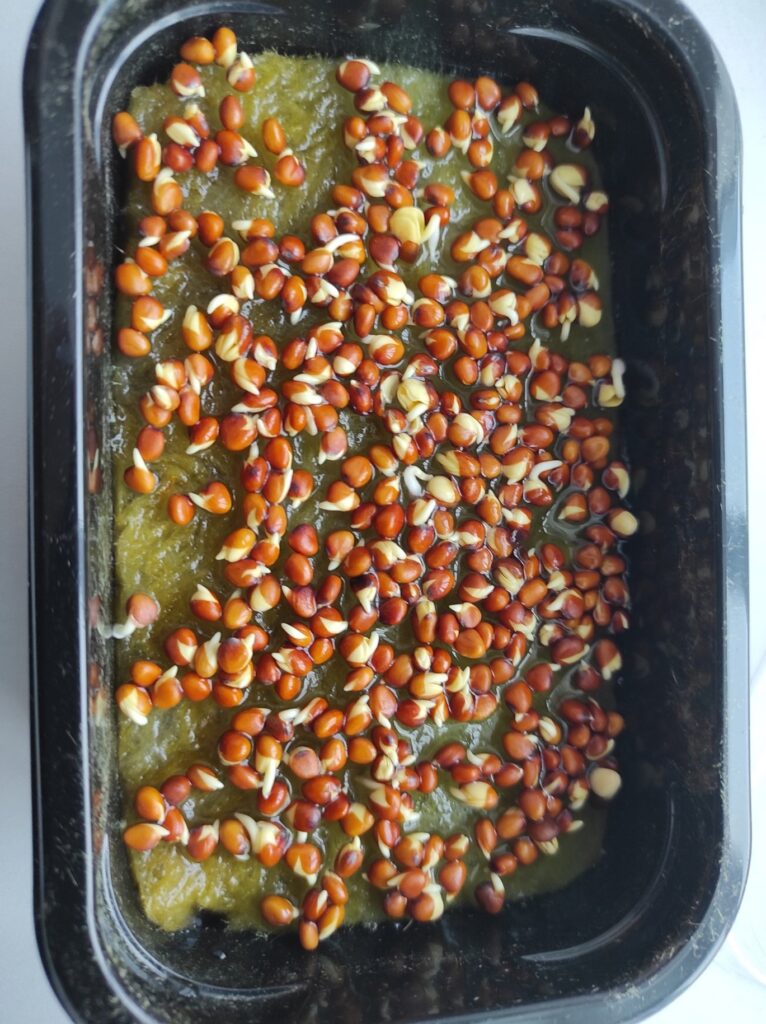 Исследование процесса выращивания микрозелени